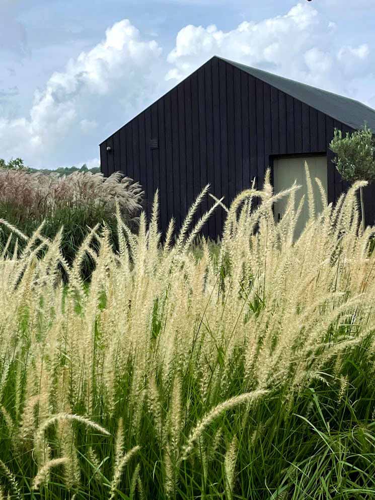 Black barn with grasses. Rae Wilkinson Garden and Landscape Designer Surrey, Sussex, Hampshire, London, South-East England